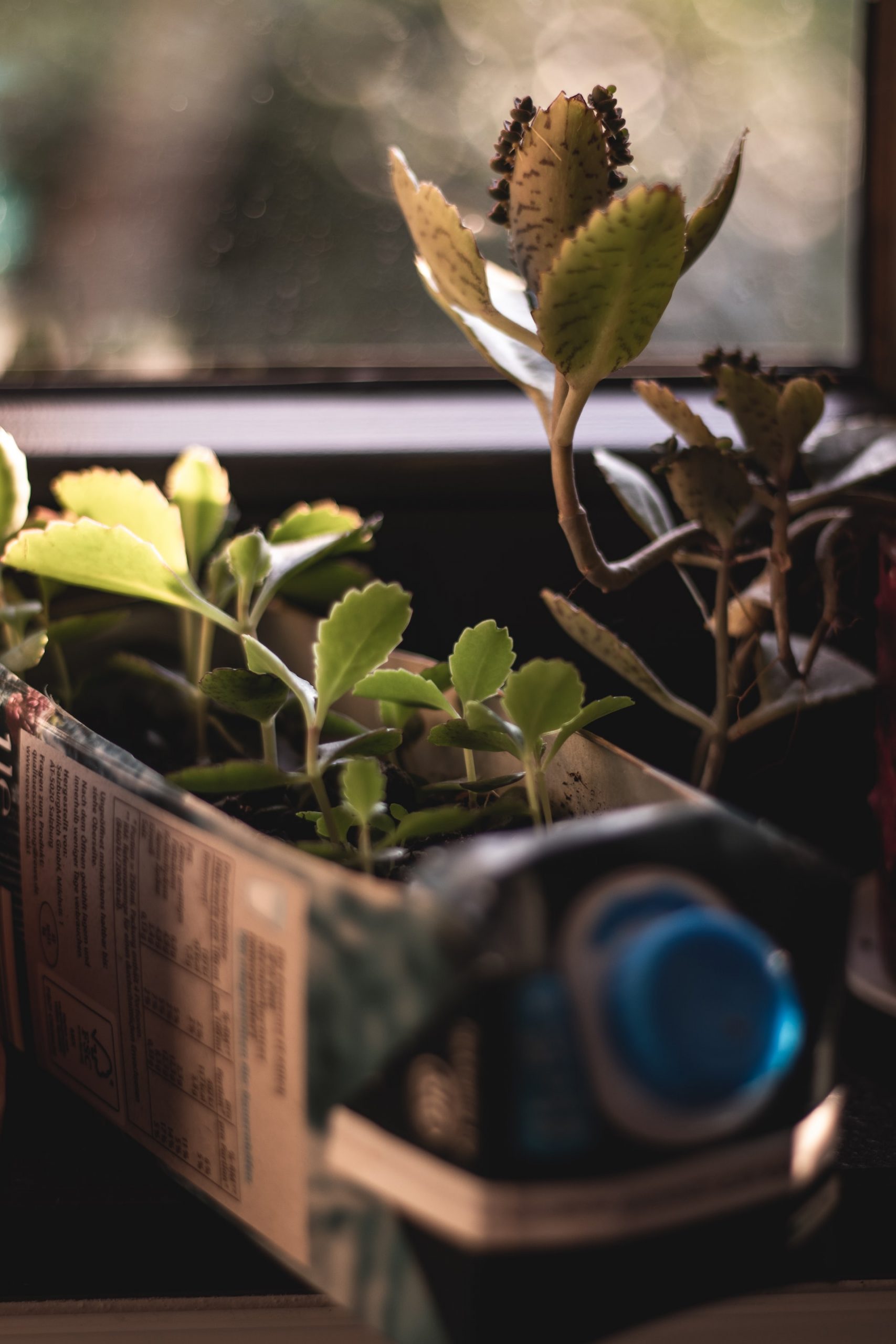Upcycling Tetrapack Foto: Noah Eleaza via Unsplash
