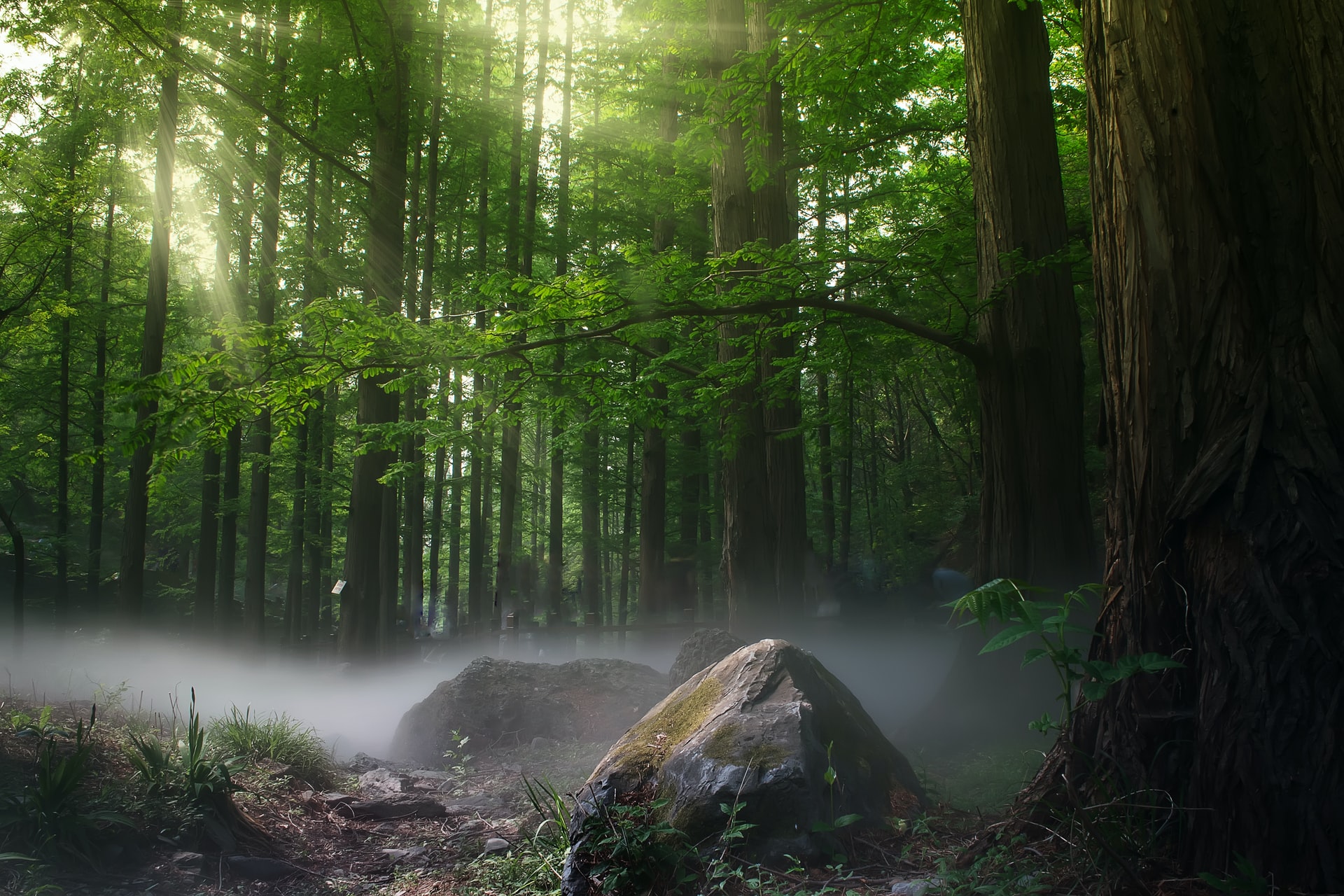WWF report-Forests particularly important against climate change