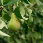 Foodtech Fruit Pear Eu Project Greentech Joanna Stolowicz