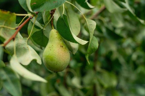 Foodtech Fruit Pear Eu Project Greentech Joanna Stolowicz